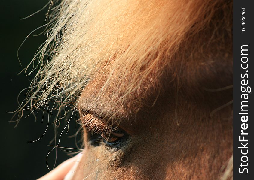 Portrait of a horse