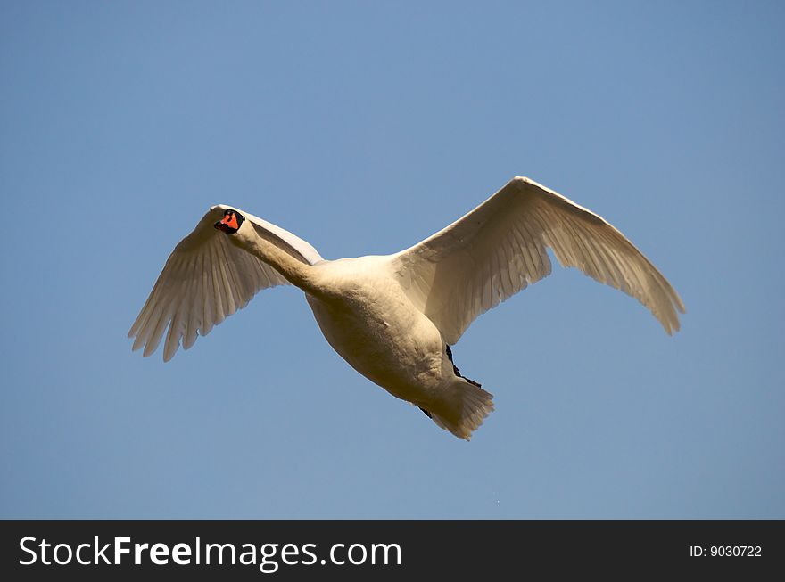 Mute swan flying on the blue sky. Mute swan flying on the blue sky