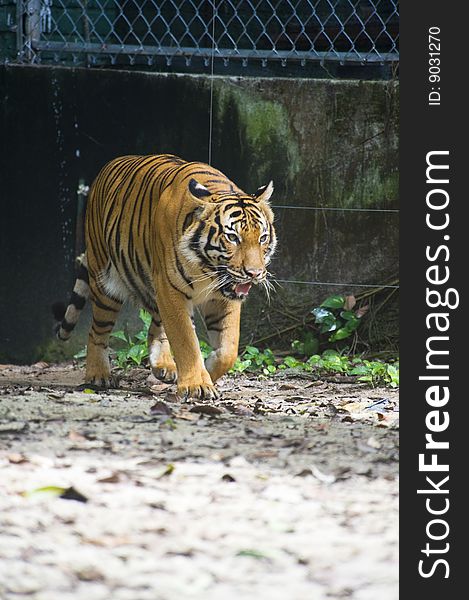A picture of Sumatran Tiger in The Zoo.