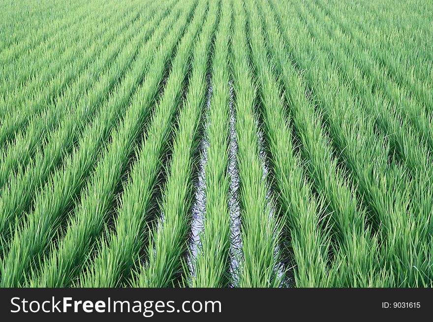 Rice farm background