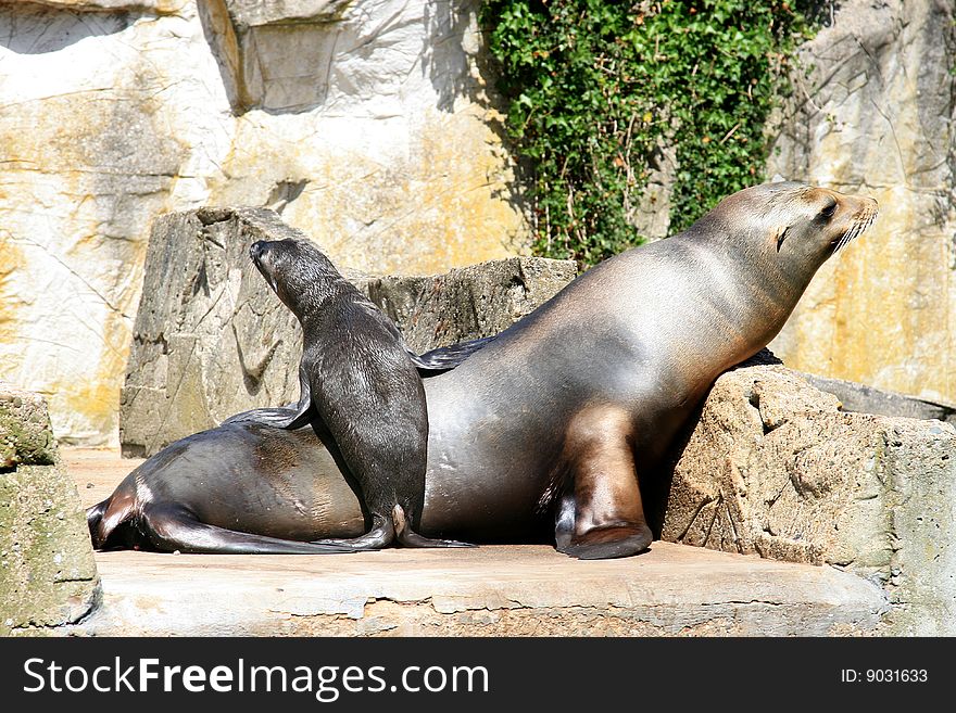 Sea lion and cocky standing little baby