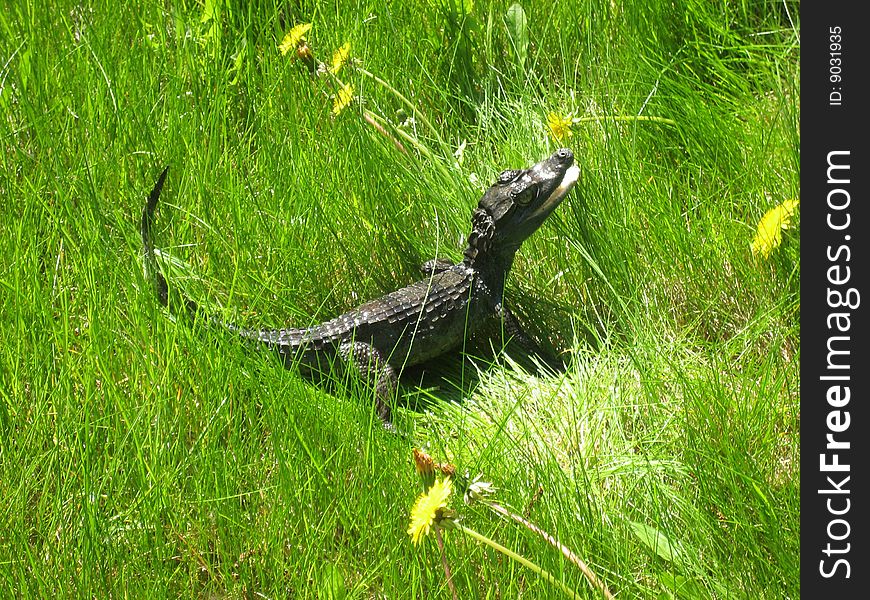 One live crocodile on walk in the summer in a green grass