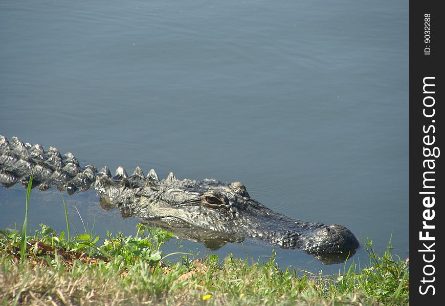 Alligator On Callawassie Island,SC