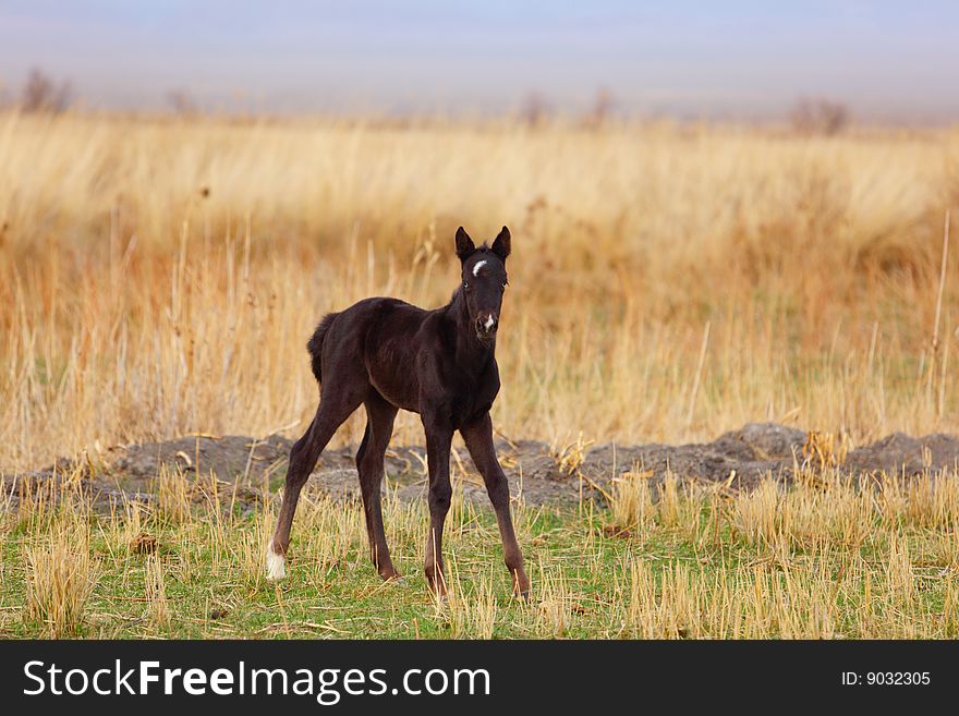 Black foal on a yellow grass