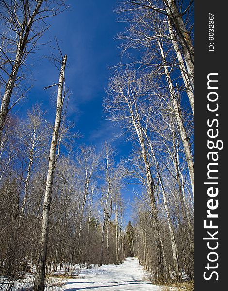 Snow covered path under blue sky in the North Woods of Minnesota