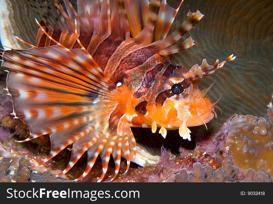 Zebra Lionfish (Dendrochirus zebra)