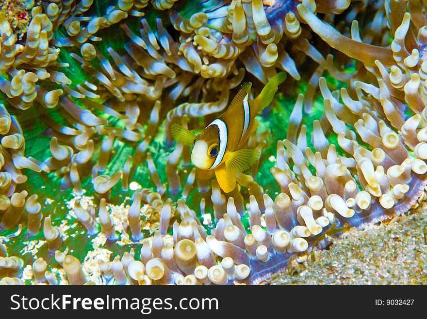 Clark S Anemoneyfish (Amphiprion Clarkii)