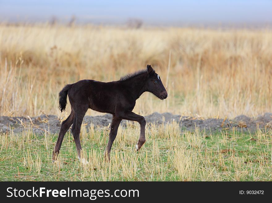 Black foal on a yellow grass