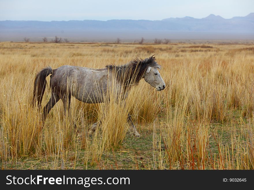 Grey horse on a yellow grass