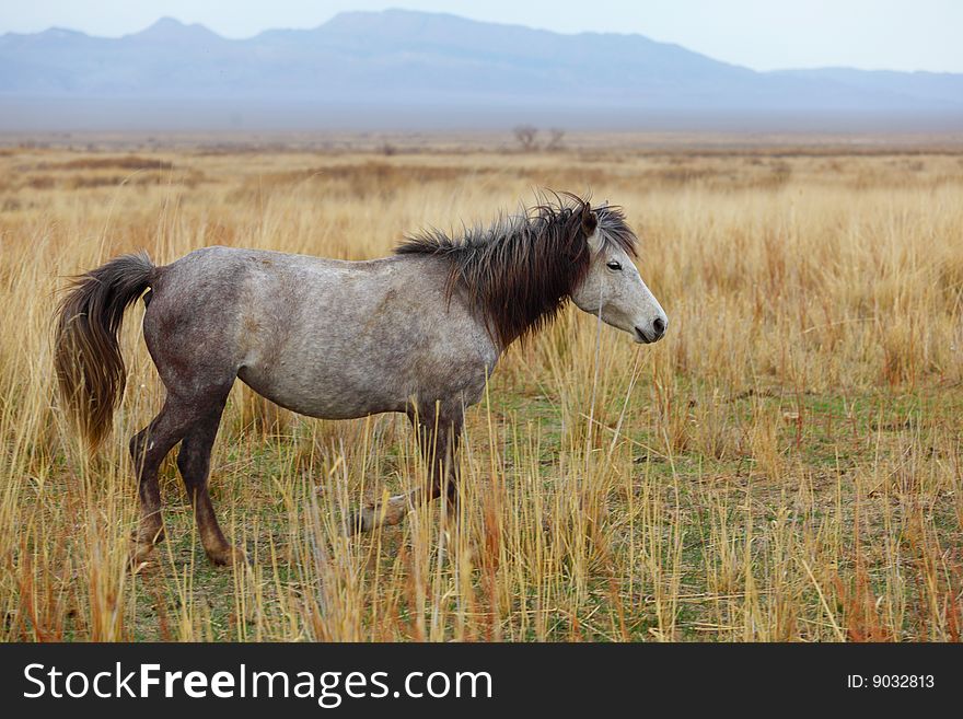 Grey horse on a yellow grass