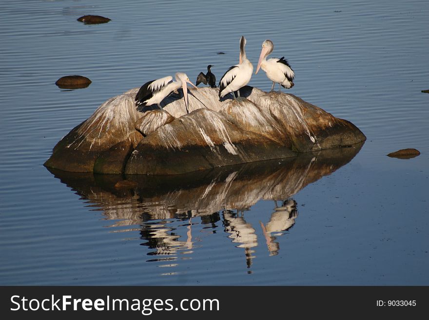 Pelicans on rock