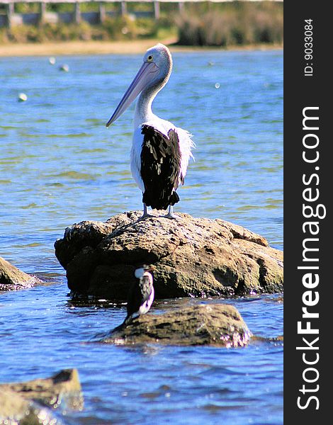 Pelican standing on rock in the sea in Western Australia. Pelican standing on rock in the sea in Western Australia