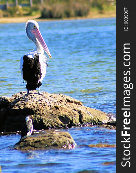 Pelican standing on rock in the sea in Western Australia. Pelican standing on rock in the sea in Western Australia