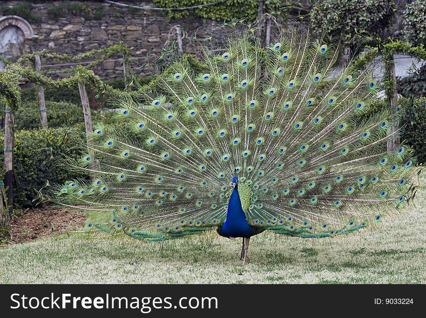 Beautiful peacock showing its feathers. Beautiful peacock showing its feathers