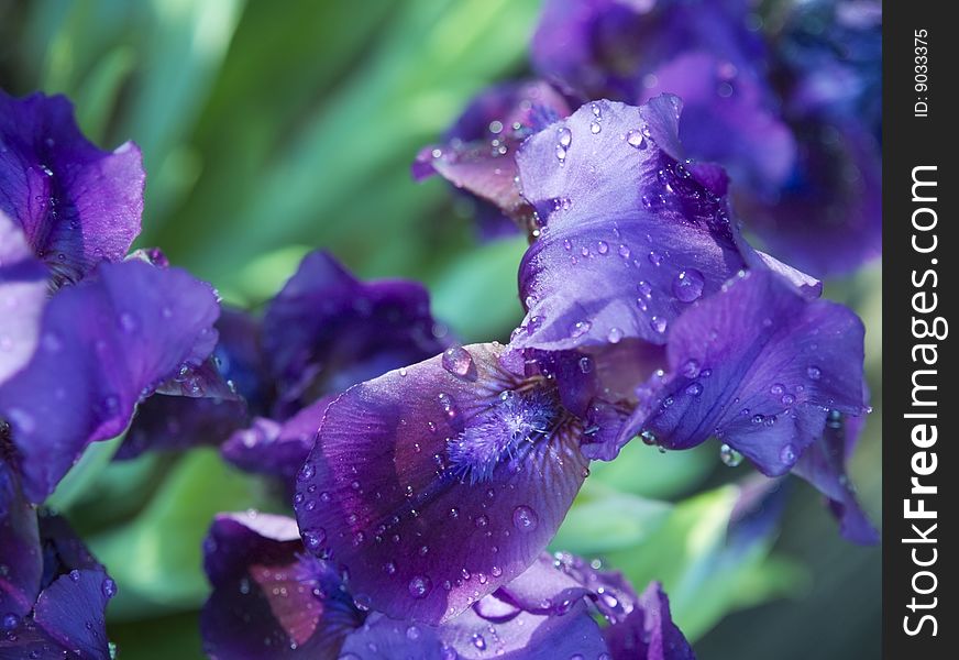 The bloom of iris after rain in in spring