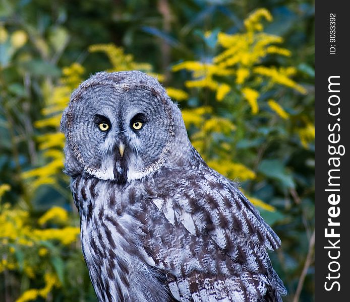 Owl looking into camera with nature behind