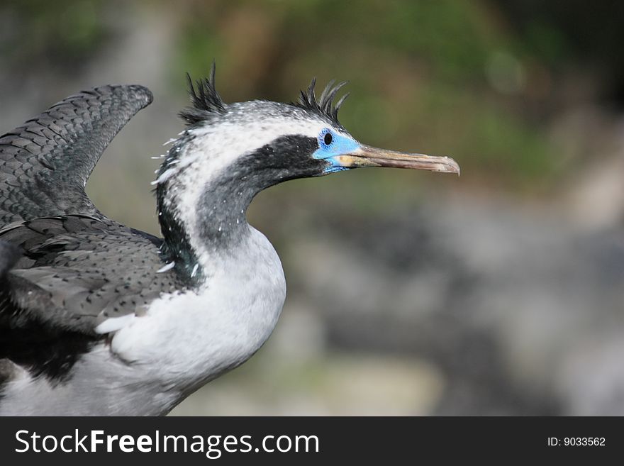 Bird in Auckland Zoo New Zealand