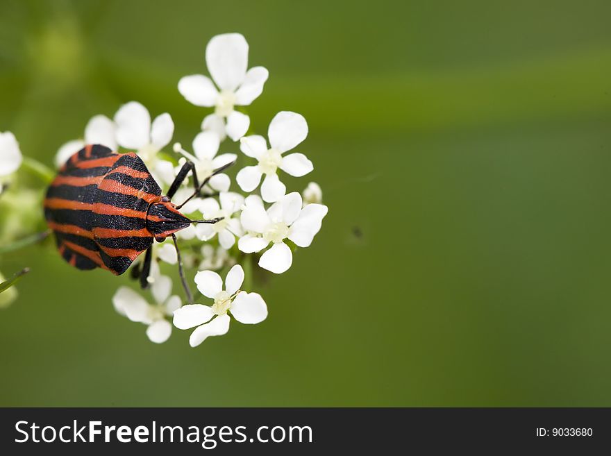 Hemiptera red stink bug in white flowers on green background