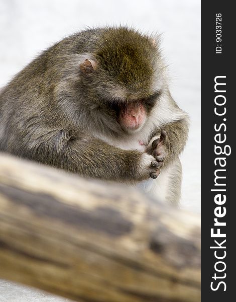 Macaca Fuscata Grey Japanese Monkey