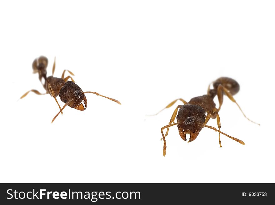 Close up of ants  isolated on white