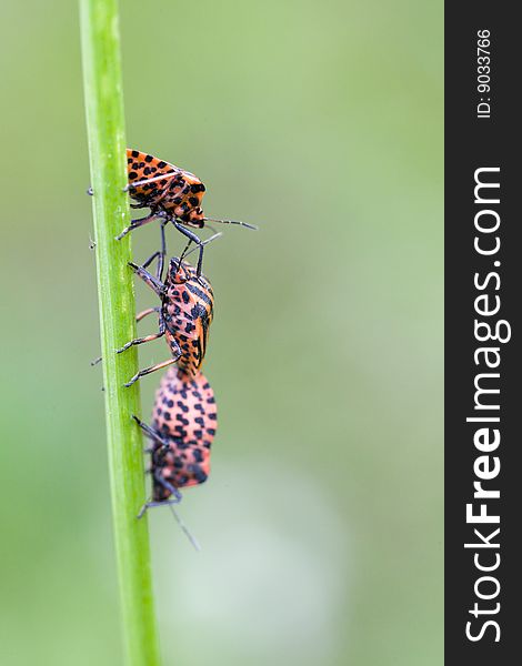 Hemiptera red stink bug in white flowers on green background