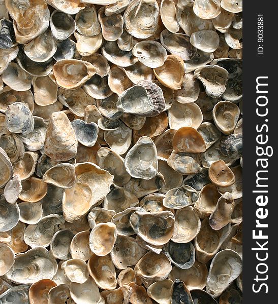 Background of color sea shells