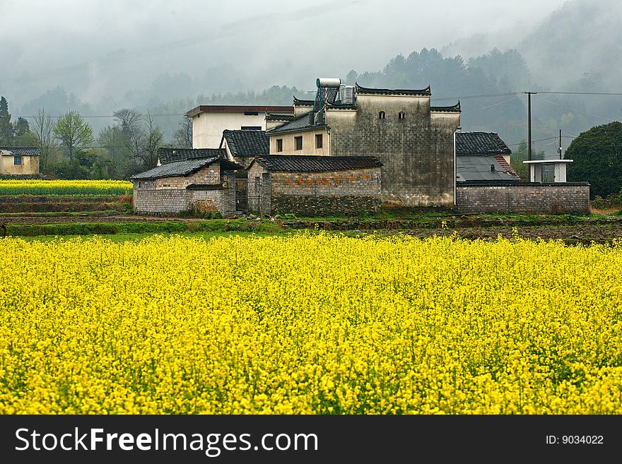 Farm houses surrounded by yellow flower fields