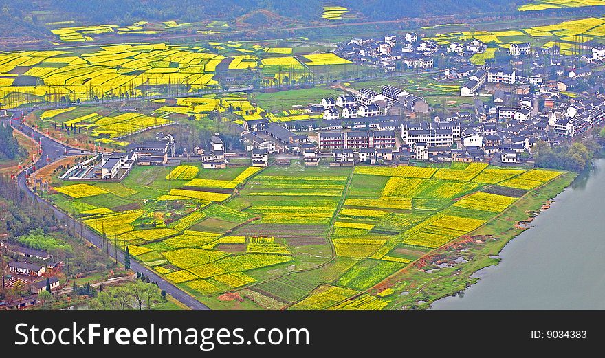 Overlooking a village by river surrounded by yellow flower field from the top of a hill. Overlooking a village by river surrounded by yellow flower field from the top of a hill