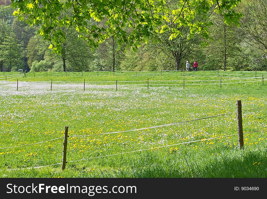 Meadow in the early summer with blooming flowers. Meadow in the early summer with blooming flowers