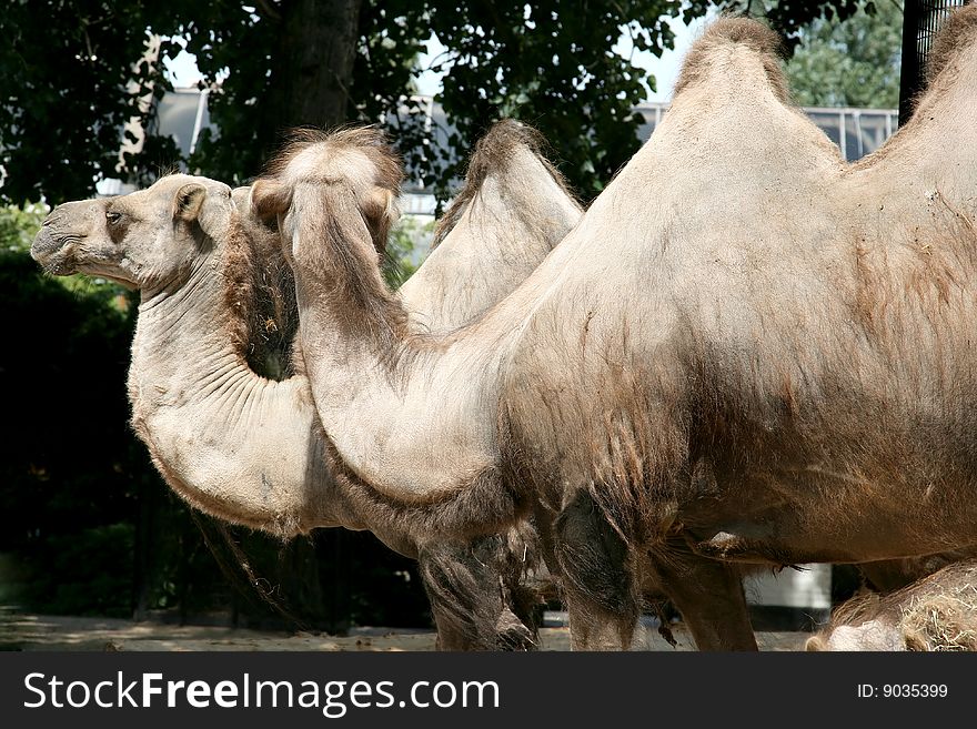 A pair of camels are looking stately around. A pair of camels are looking stately around.