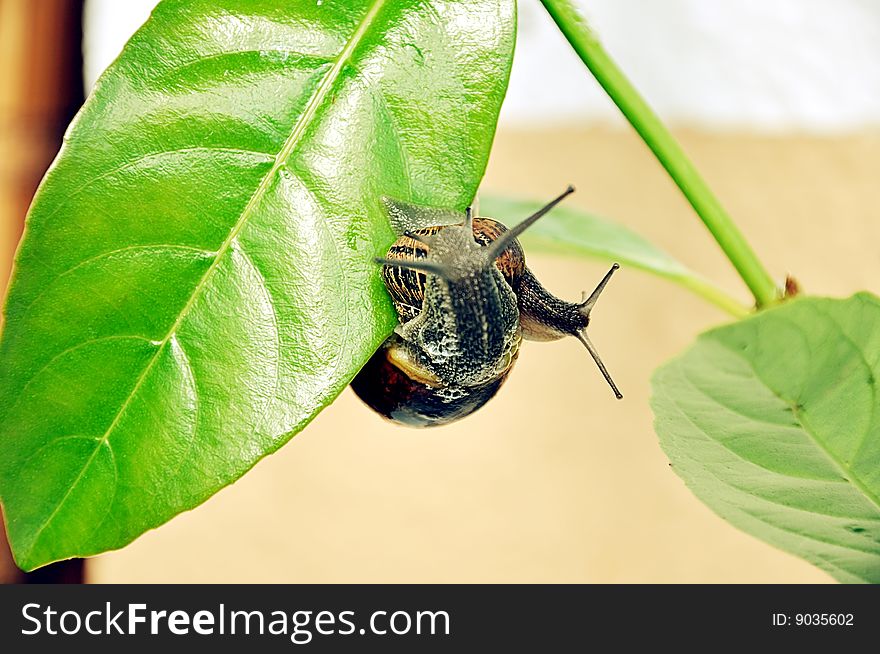 Awakening of the nature. Enamored garden snails on fresh leaves.