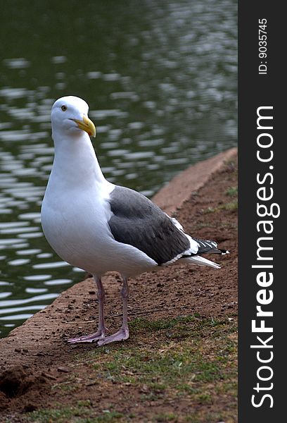 A single sea gull standing