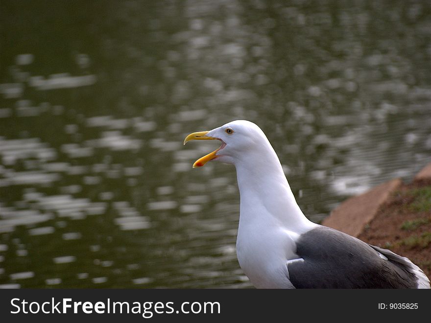 A single sea gull standing