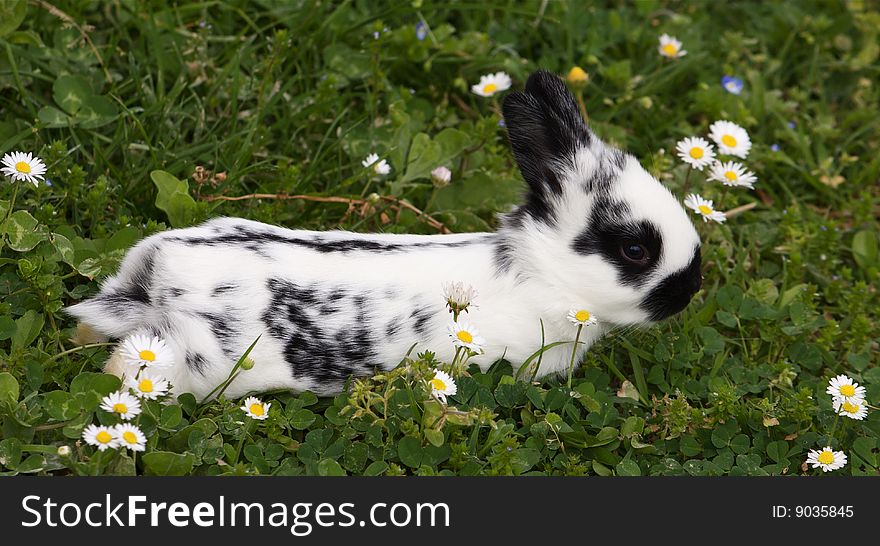 Portrait of little bunny in the grass