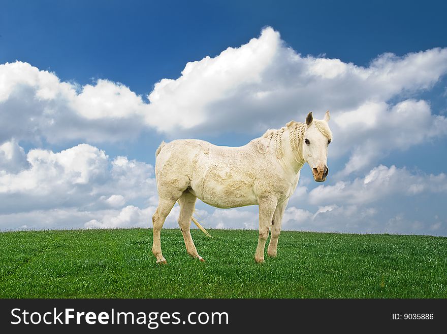 Beautiful pony with braided mane in a green field with clouds. Beautiful pony with braided mane in a green field with clouds.