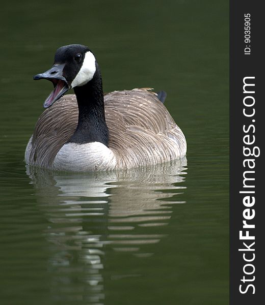 A single gray goose in the lake