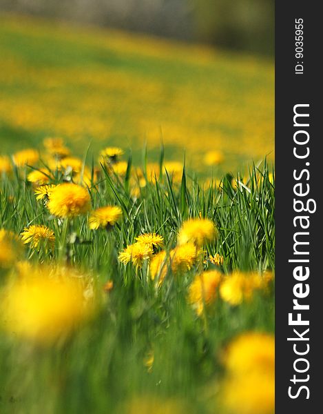 Dandelions in the field