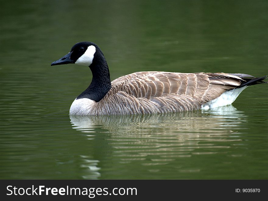 A single gray goose in the lake