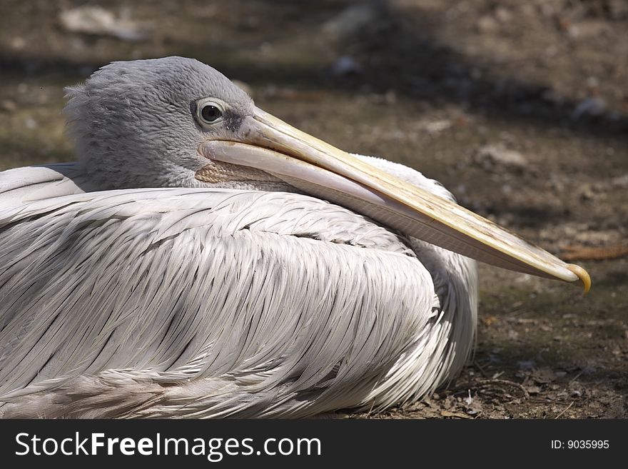 Portrait pelican - on the meadow