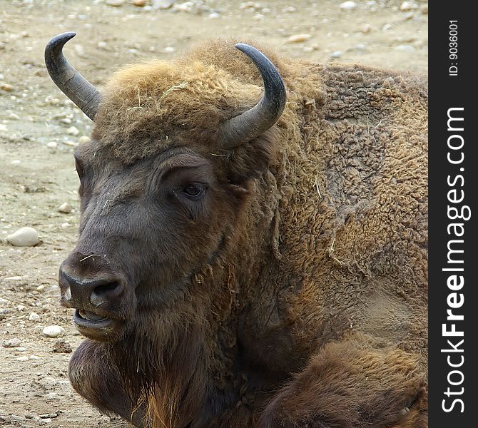 Close view of a bison's head. Close view of a bison's head.