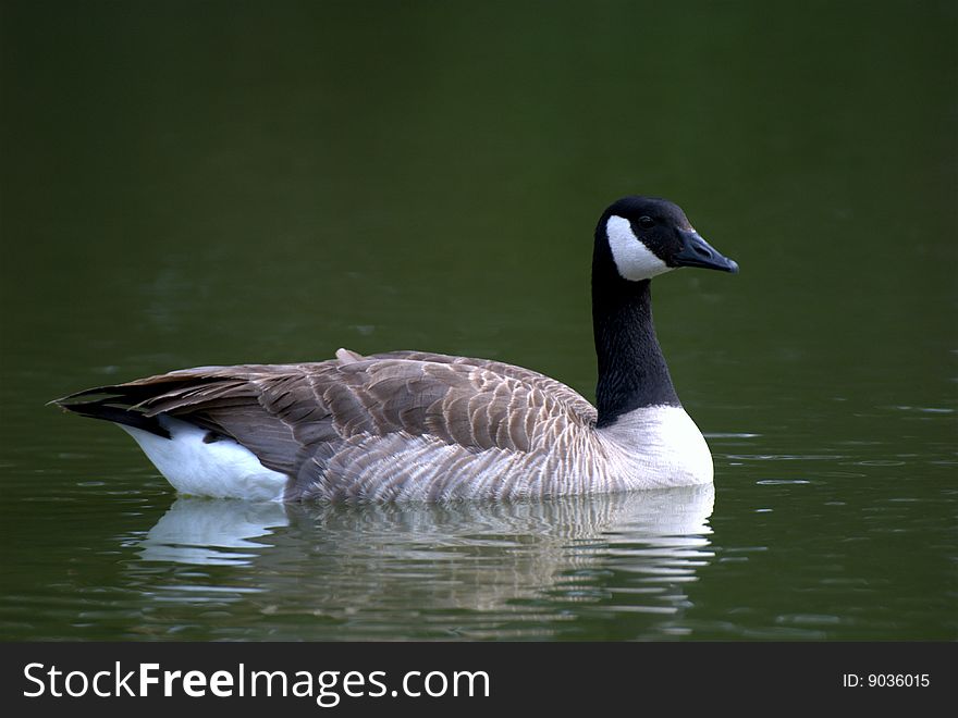 A single gray goose in the lake