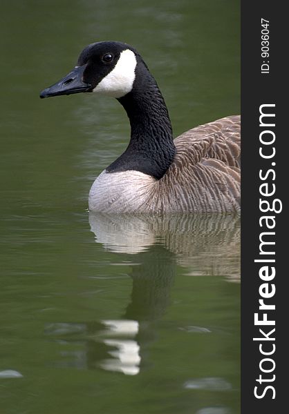 A single gray goose in the lake