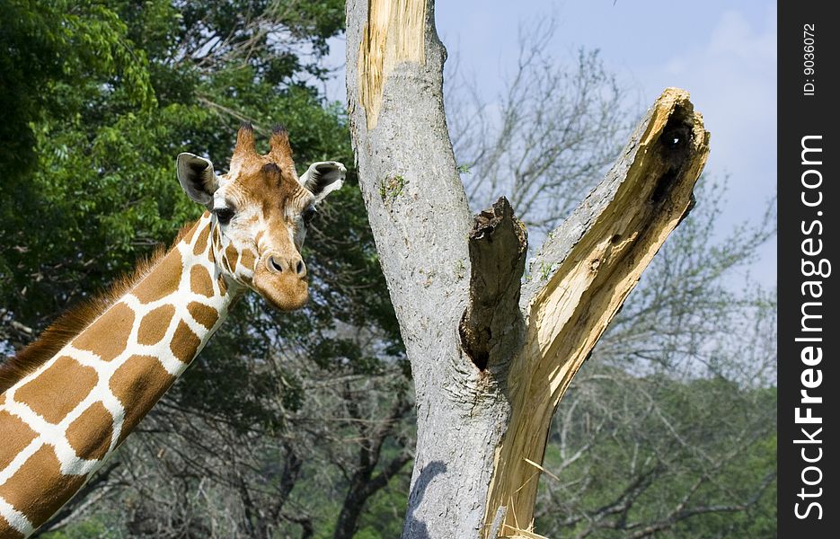 Giraffe Imitates Tree