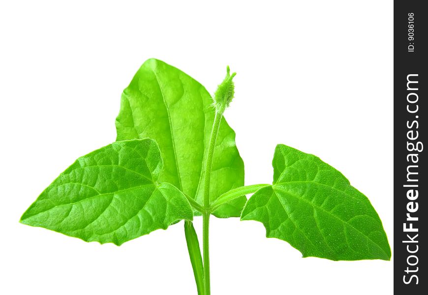 Young green plant is isolated on a white background. Young green plant is isolated on a white background