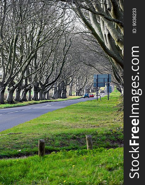 Avenue of trees on way to Badbury Rings Dorset