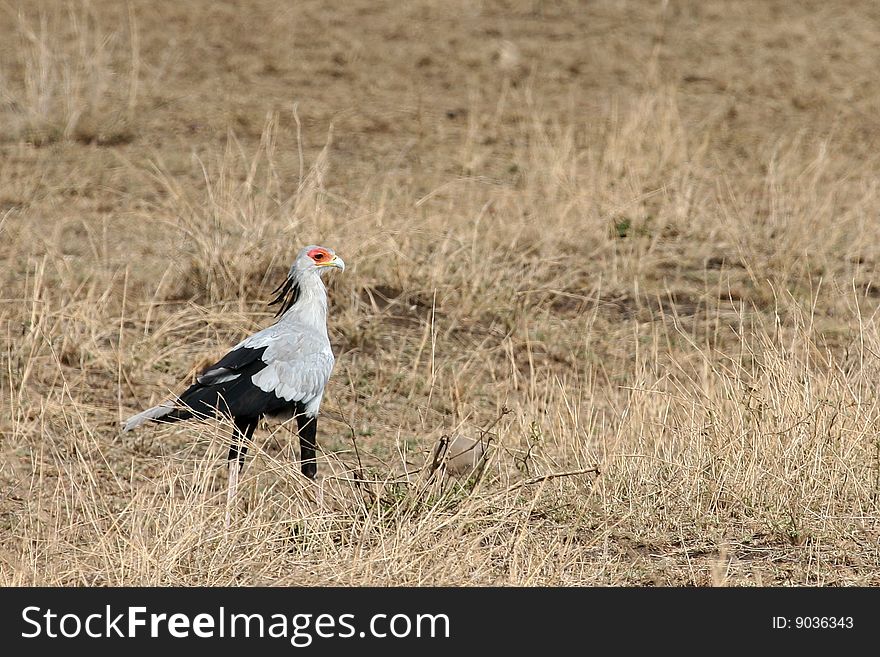 Secretary bird (Sagittarius serpentarius) in Serengeti National Park, Tanzania