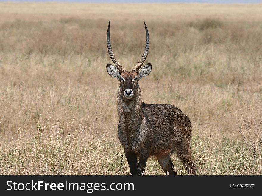 Waterbuck (Kobus ellipsiprymnus) in Serengeti National Park, Tanzania