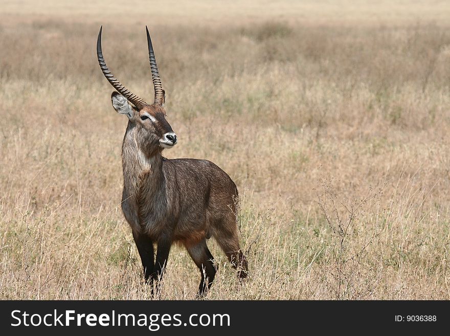 Waterbuck (Kobus ellipsiprymnus) in Serengeti National Park, Tanzania. Waterbuck (Kobus ellipsiprymnus) in Serengeti National Park, Tanzania