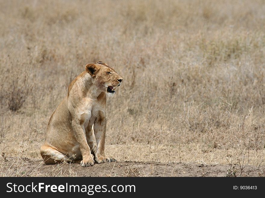 Sitting lioness (Panthera leo); Serengeti National Park, Tanzania