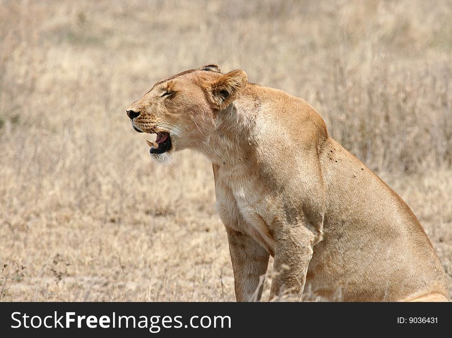 Sitting lioness (Panthera leo); Serengeti National Park, Tanzania